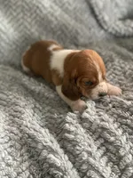 Thelma, a female Basset Hound for sale in Cisco, TX – 3 of 4