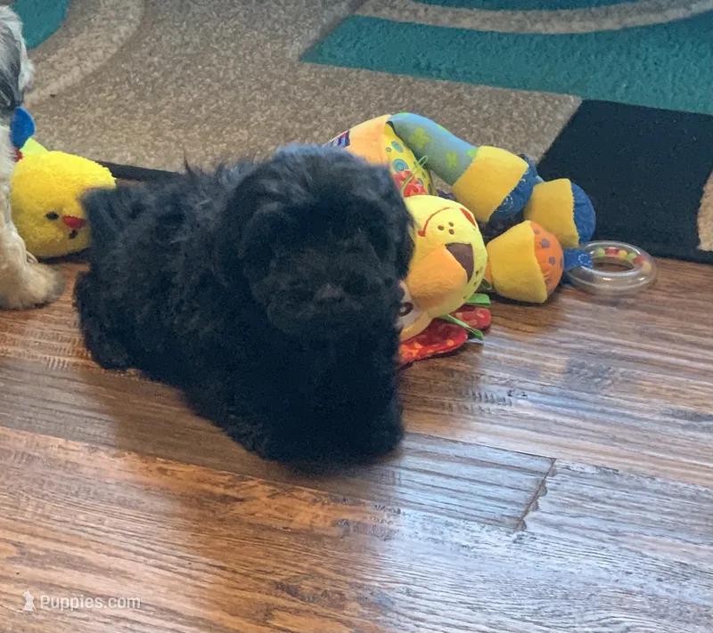 Teddy – Shihpoo puppy for sale in Cisco, TX