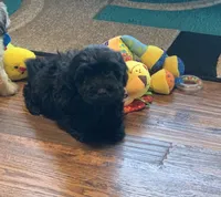 Teddy, a male Shihpoo for sale in Cisco, TX – 4 of 9