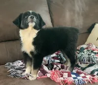 Carolina, a female Toy Australian Shepherd for sale in Cisco, TX – 3 of 8