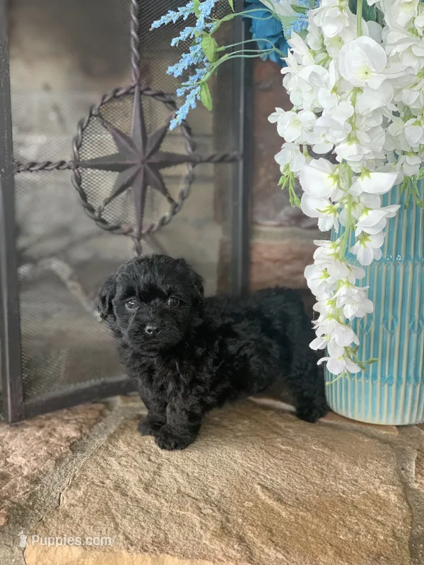 Beanie – Shihpoo puppy for sale in Cisco, TX