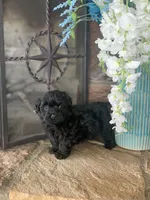 Beanie, a male Shihpoo for sale in Cisco, TX – 7 of 10