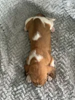 Betty, a female Basset Hound for sale in Cisco, TX – 4 of 4