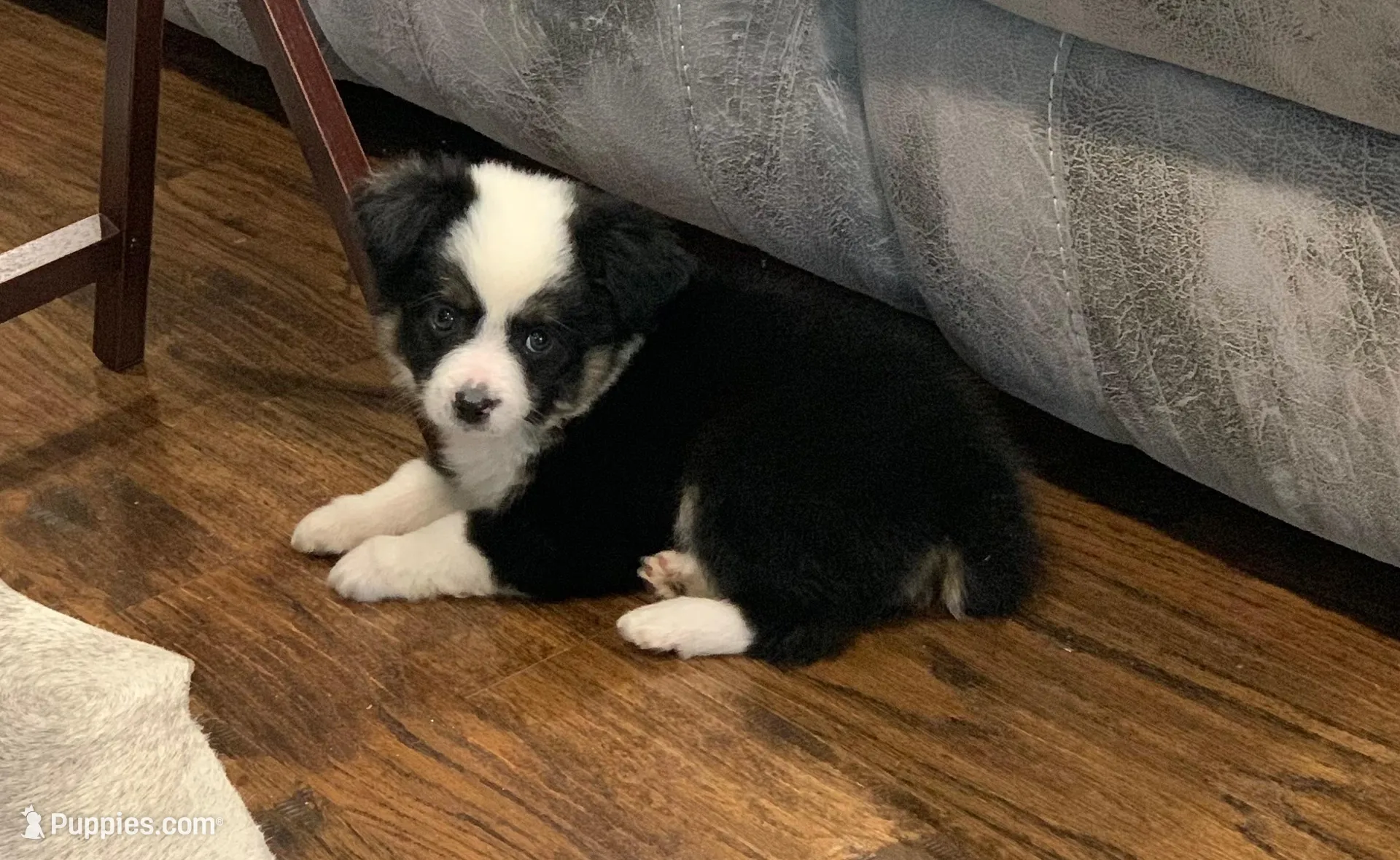 Daisy, a female Toy Australian Shepherd for sale in Cisco, TX – 2 of 7