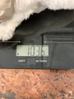 Nugget, a male Shihpoo for sale in Cisco, TX – 4 of 4