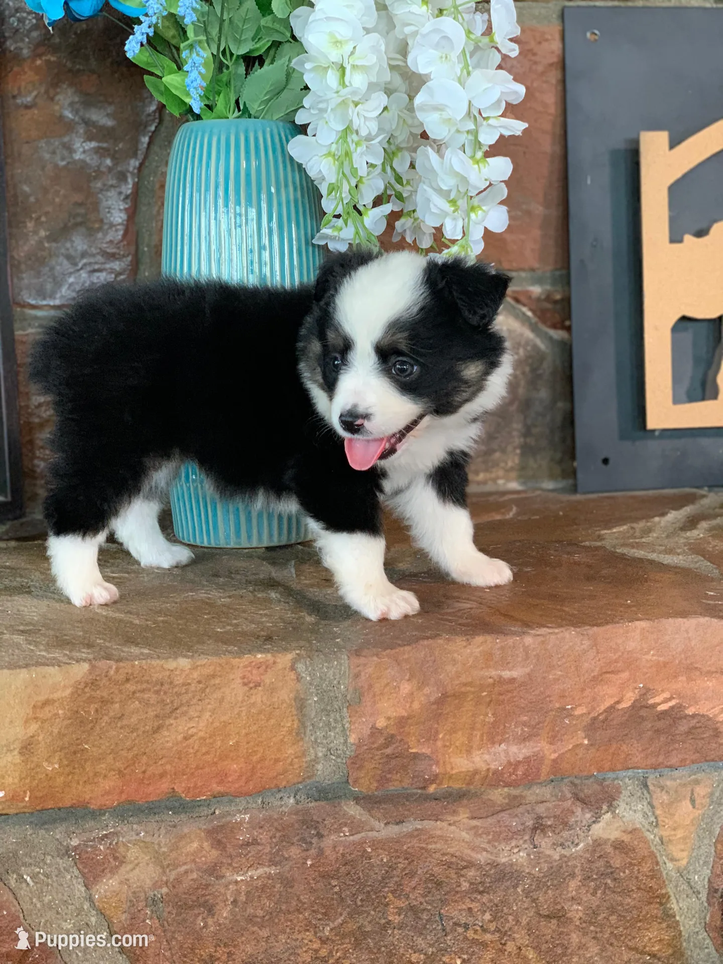 Daisy – Toy Australian Shepherd puppy for sale in Cisco, TX