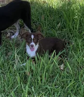 Texas, a male Toy Australian Shepherd for sale in Cisco, TX – 2 of 10