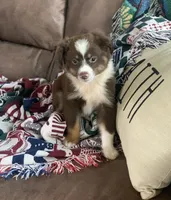 Texas, a male Toy Australian Shepherd for sale in Cisco, TX – 3 of 10