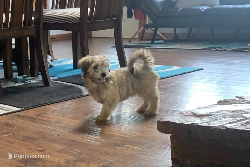 Muffin  – Shihpoo puppy for sale in Cisco, TX