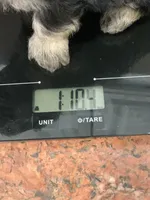 Boba, a male Shihpoo for sale in Cisco, TX – 4 of 4