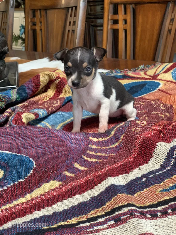 Sofia – Chihuahua puppy for sale in Cisco, TX