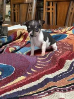 Sofia, a female Chihuahua for sale in Cisco, TX – 1 of 5