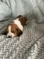 Lucy, a female Basset Hound for sale in Cisco, TX – 3 of 4