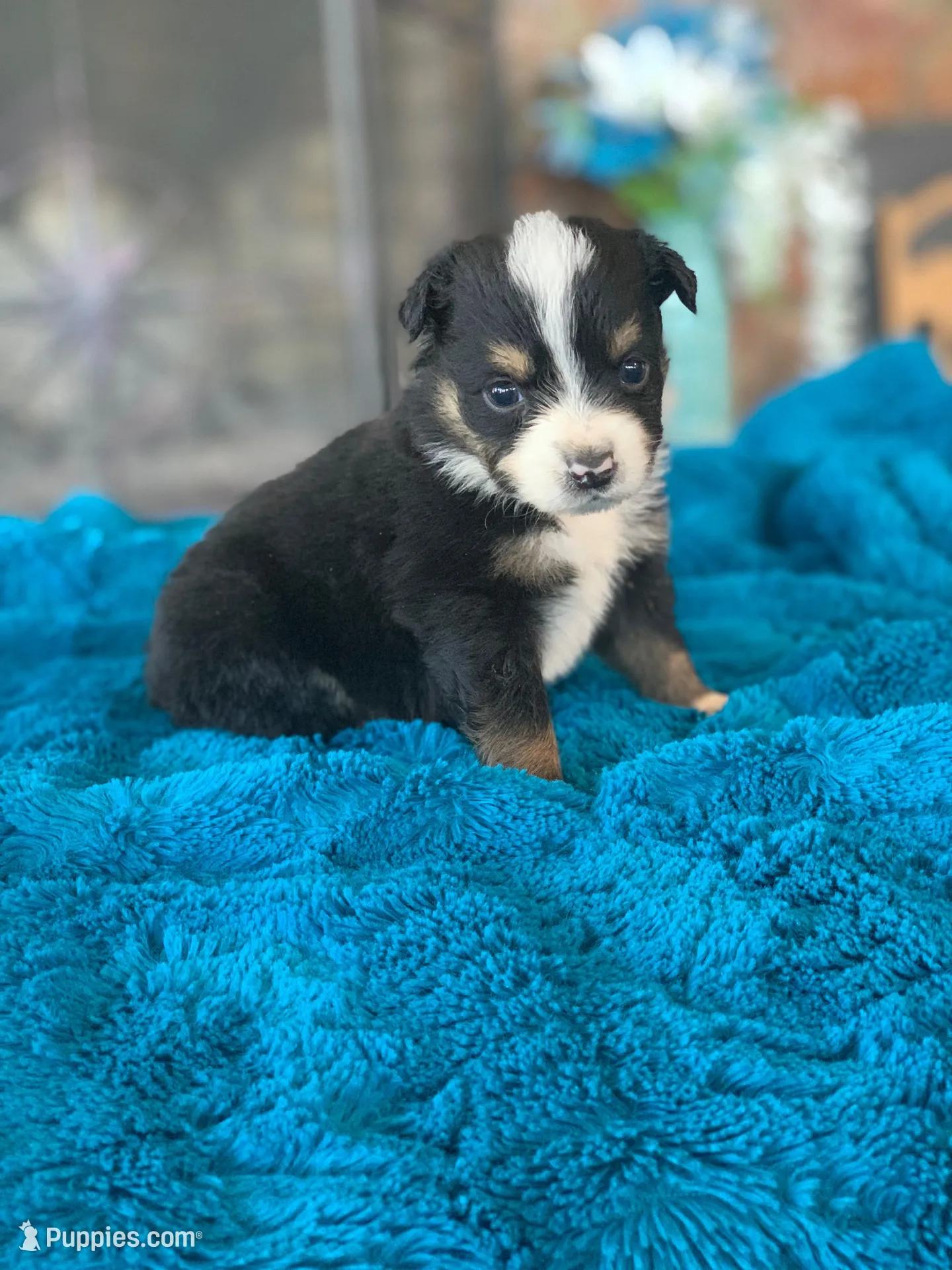 Hudson – Toy Australian Shepherd puppy for sale in Cisco, TX