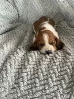 Lucy, a female Basset Hound for sale in Cisco, TX – 2 of 4