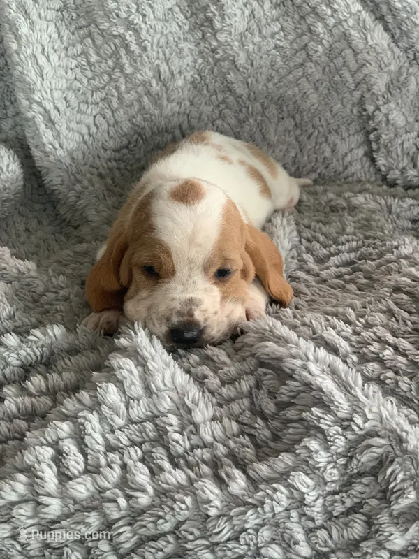 Ethel – Basset Hound puppy for sale in Cisco, TX