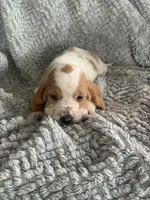 Ethel, a female Basset Hound for sale in Cisco, TX – 1 of 4
