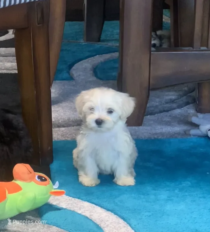 Nugget – Shihpoo puppy for sale in Cisco, TX