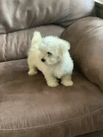 Nugget, a male Shihpoo for sale in Cisco, TX – 3 of 9
