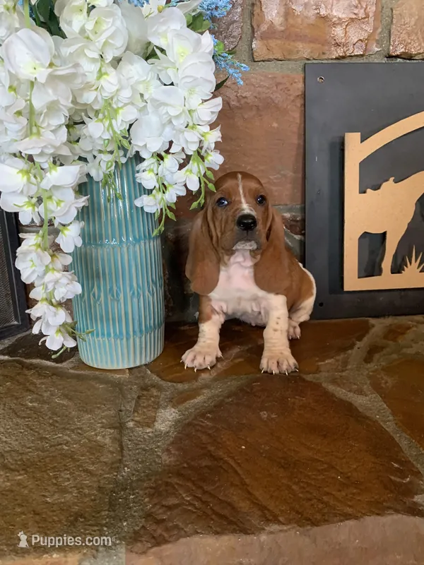 Betty – Basset Hound puppy for sale in Cisco, TX
