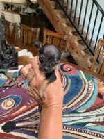 Banjo, a male Chihuahua for sale in Cisco, TX – 4 of 5