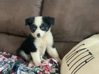 Georgia, a female Toy Australian Shepherd for sale in Cisco, TX – 3 of 8