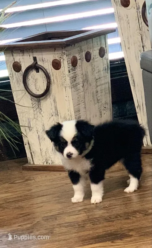 Daisy – Toy Australian Shepherd puppy for sale in Cisco, TX