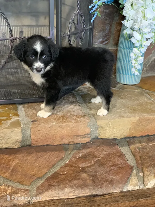 Carolina – Toy Australian Shepherd puppy for sale in Cisco, TX