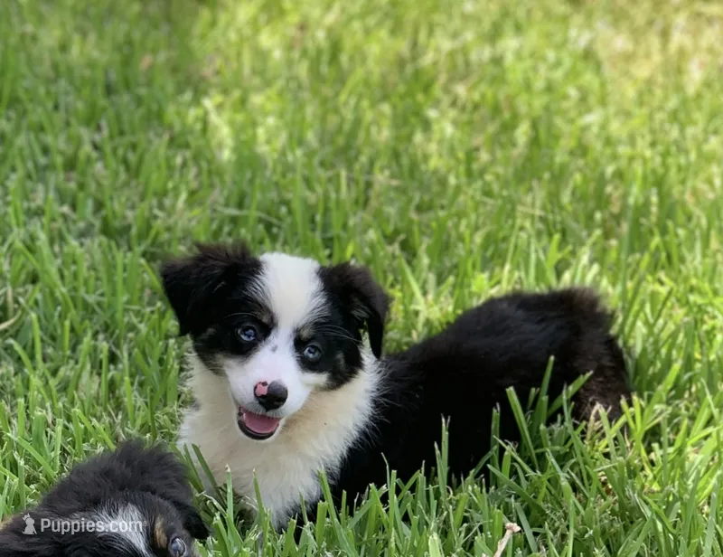 Georgia – Toy Australian Shepherd puppy on hold in Cisco, TX