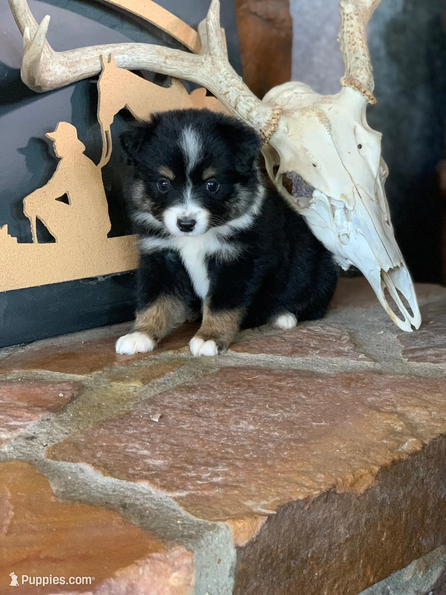 Willow – Toy Australian Shepherd puppy for sale in Cisco, TX
