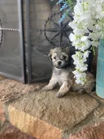 Muffin , a female Shihpoo for sale in Cisco, TX – 8 of 10