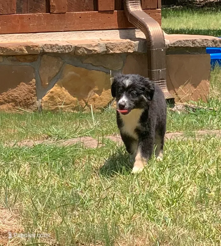 Carolina – Toy Australian Shepherd puppy for sale in Cisco, TX
