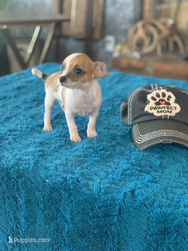 Ace – Chihuahua puppy for sale in Cisco, TX