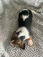 Otis, a male Basset Hound for sale in Cisco, TX – 4 of 4