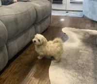 Cookie, a male Shihpoo for sale in Cisco, TX – 6 of 10