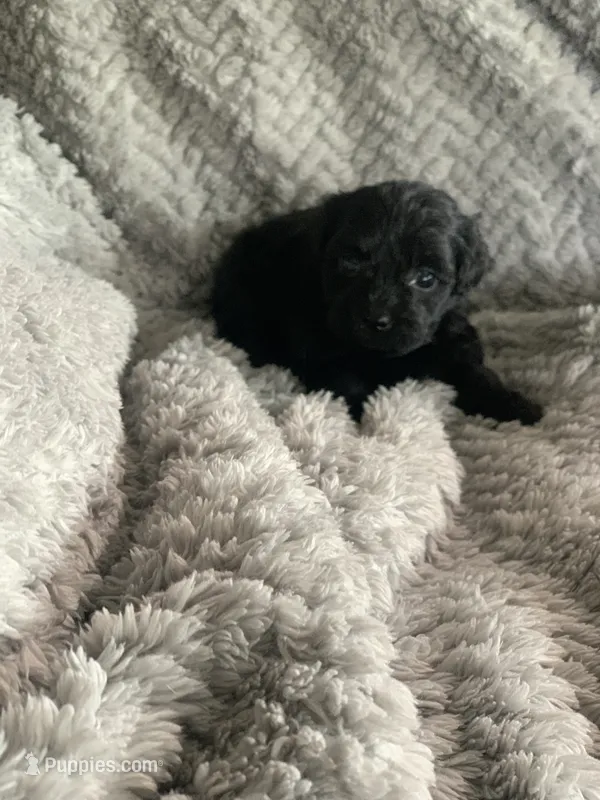Beanie – Shihpoo puppy for sale in Cisco, TX