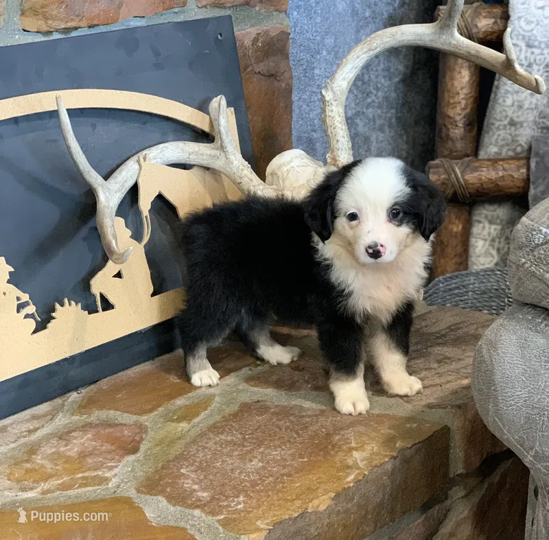 Utah – Toy Australian Shepherd puppy for sale in Cisco, TX