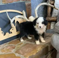 Utah, a male Toy Australian Shepherd for sale in Cisco, TX – 4 of 8