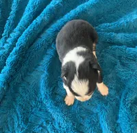 Banjo, a male Toy Australian Shepherd for sale in Cisco, TX – Photo 3 of 7