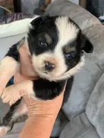 Banjo, a male Toy Australian Shepherd for sale in Cisco, TX – Photo 6 of 7