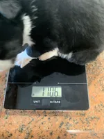 Banjo, a male Toy Australian Shepherd for sale in Cisco, TX – Photo 7 of 7