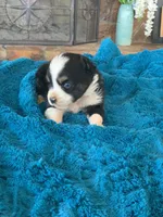 Banjo, a male Toy Australian Shepherd for sale in Cisco, TX – Photo 4 of 7