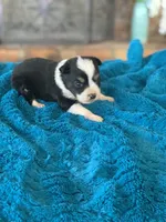 Banjo, a male Toy Australian Shepherd for sale in Cisco, TX – Photo 5 of 7