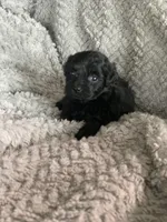 Beanie, a male Shihpoo for sale in Cisco, TX – 3 of 4