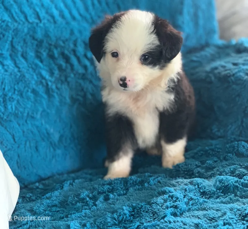 Utah – Toy Australian Shepherd puppy for sale in Cisco, TX
