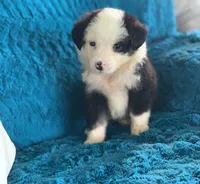 Utah, a male Toy Australian Shepherd for sale in Cisco, TX – 1 of 3