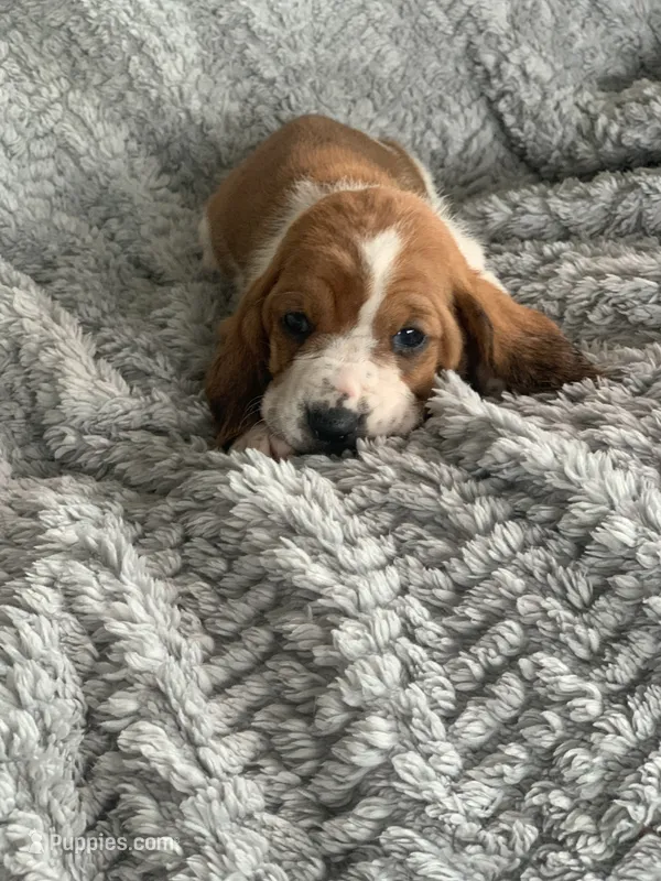 Wilma – Basset Hound puppy for sale in Cisco, TX