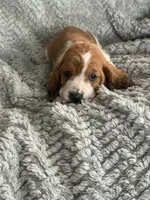 Wilma, a female Basset Hound for sale in Cisco, TX – 1 of 4