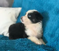 Georgia, a female Toy Australian Shepherd for sale in Cisco, TX – 2 of 4