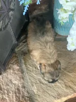 Coco, a male Shihpoo for sale in Cisco, TX – 5 of 10